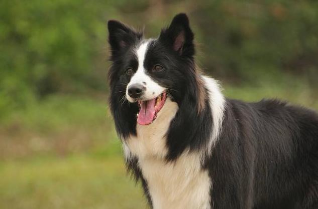 边牧幼犬吃哪种狗粮比较好,边牧吃干狗粮好还是湿狗粮好