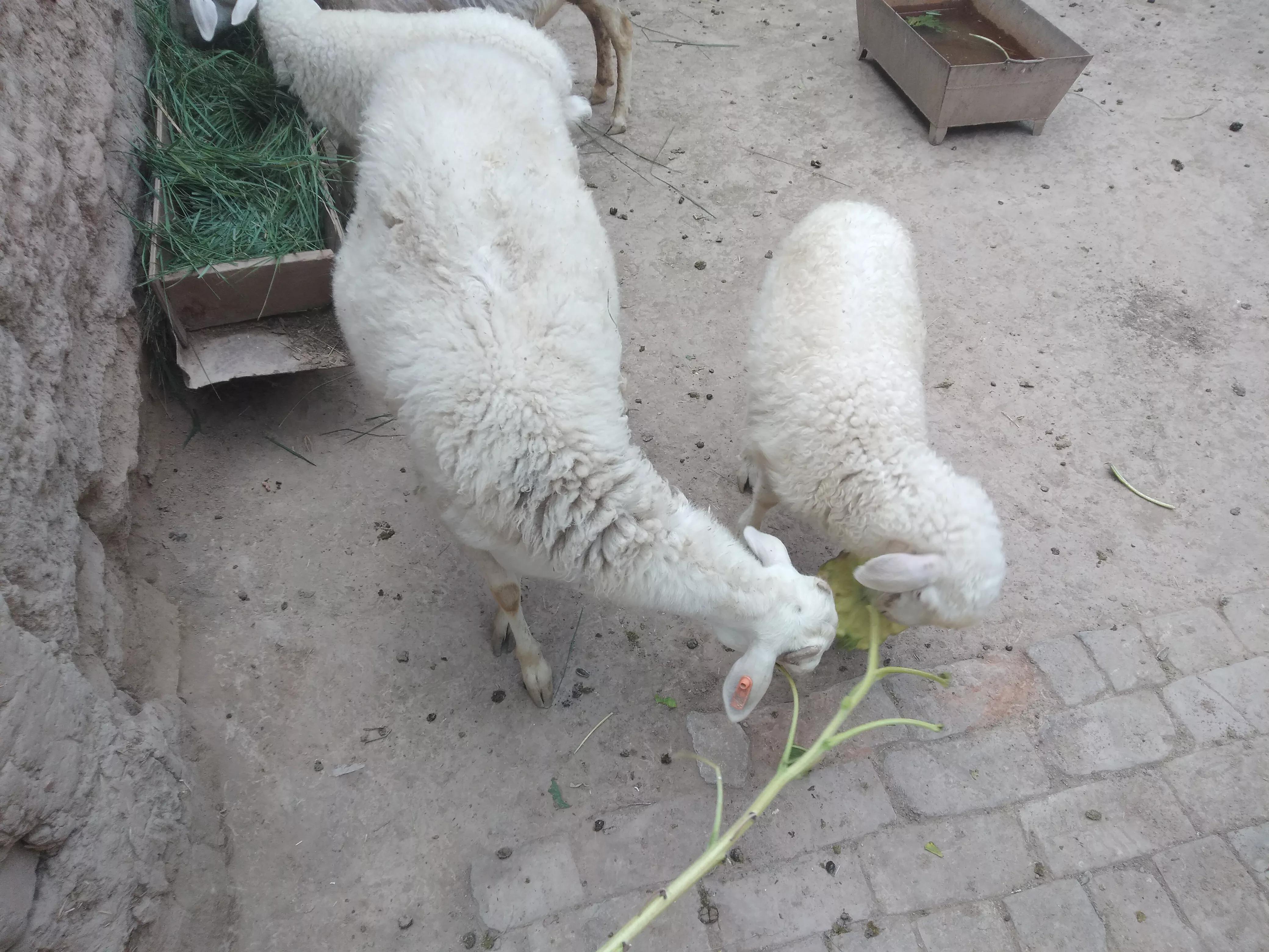 新手养羊做好这五点想不赚钱都难,养羊最赚钱的方法是什么