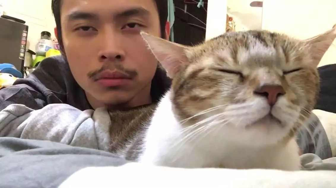 为什么不能剪猫咪的胡须,铲屎官是不是不能铲的太勤