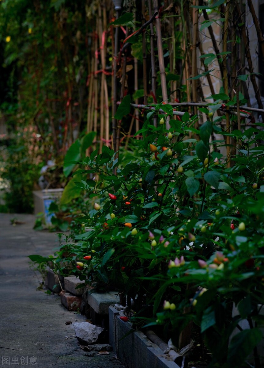 南瓜种植的注意事项有哪些,南瓜什么时候种植最合适呢