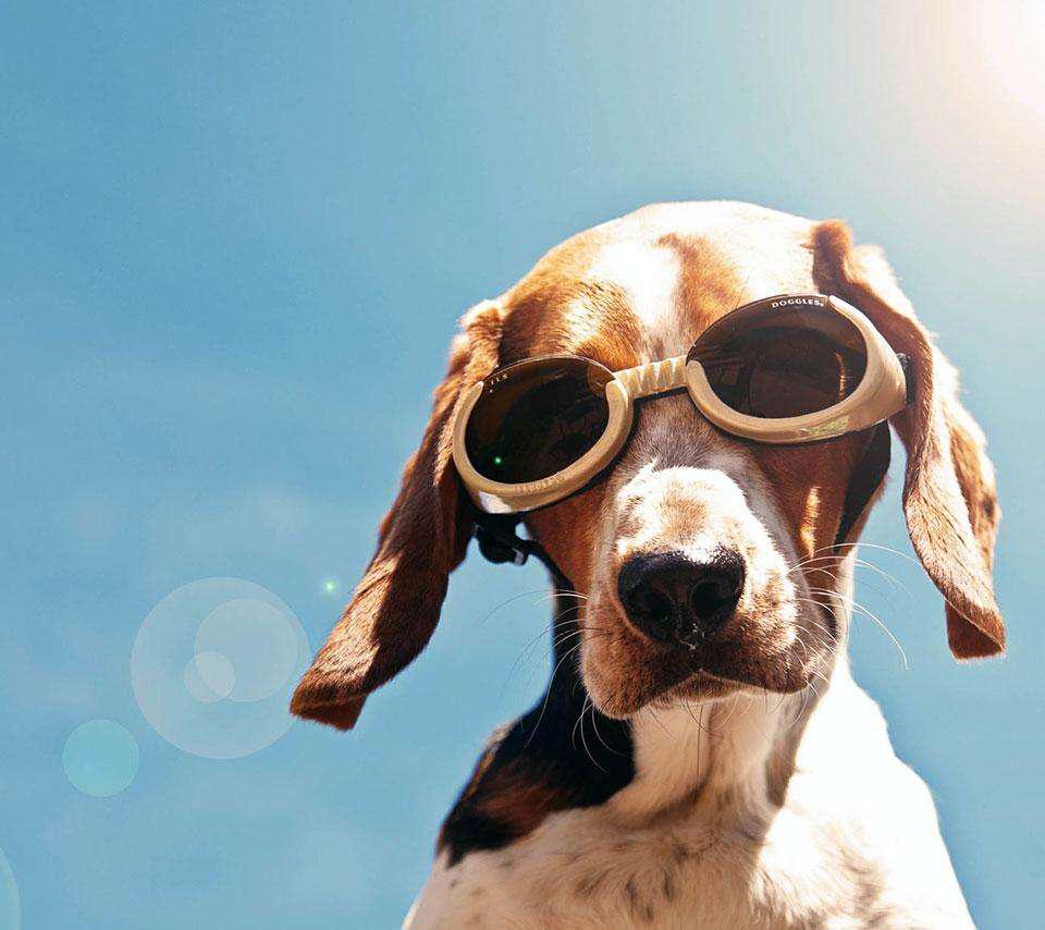 泼尼松的作用和不良反应,泼尼松的功效与副作用有哪些