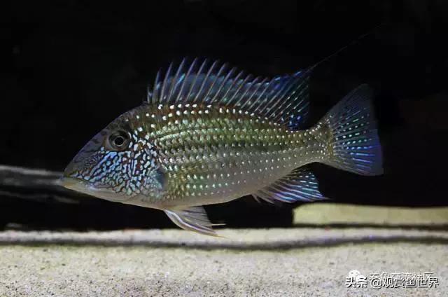 食土鲷一般多大尺寸,食土鲷哪个品种小一点