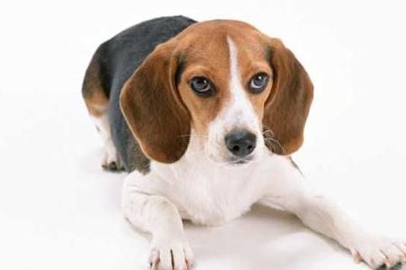 狂犬什么时间内打,正确的养狼犬方法视频