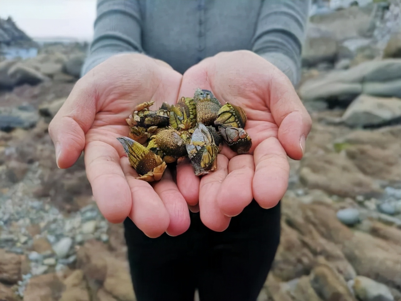 藤壶为什么让鲸鱼和海龟讨厌呢,海中让人唾弃的藤壶