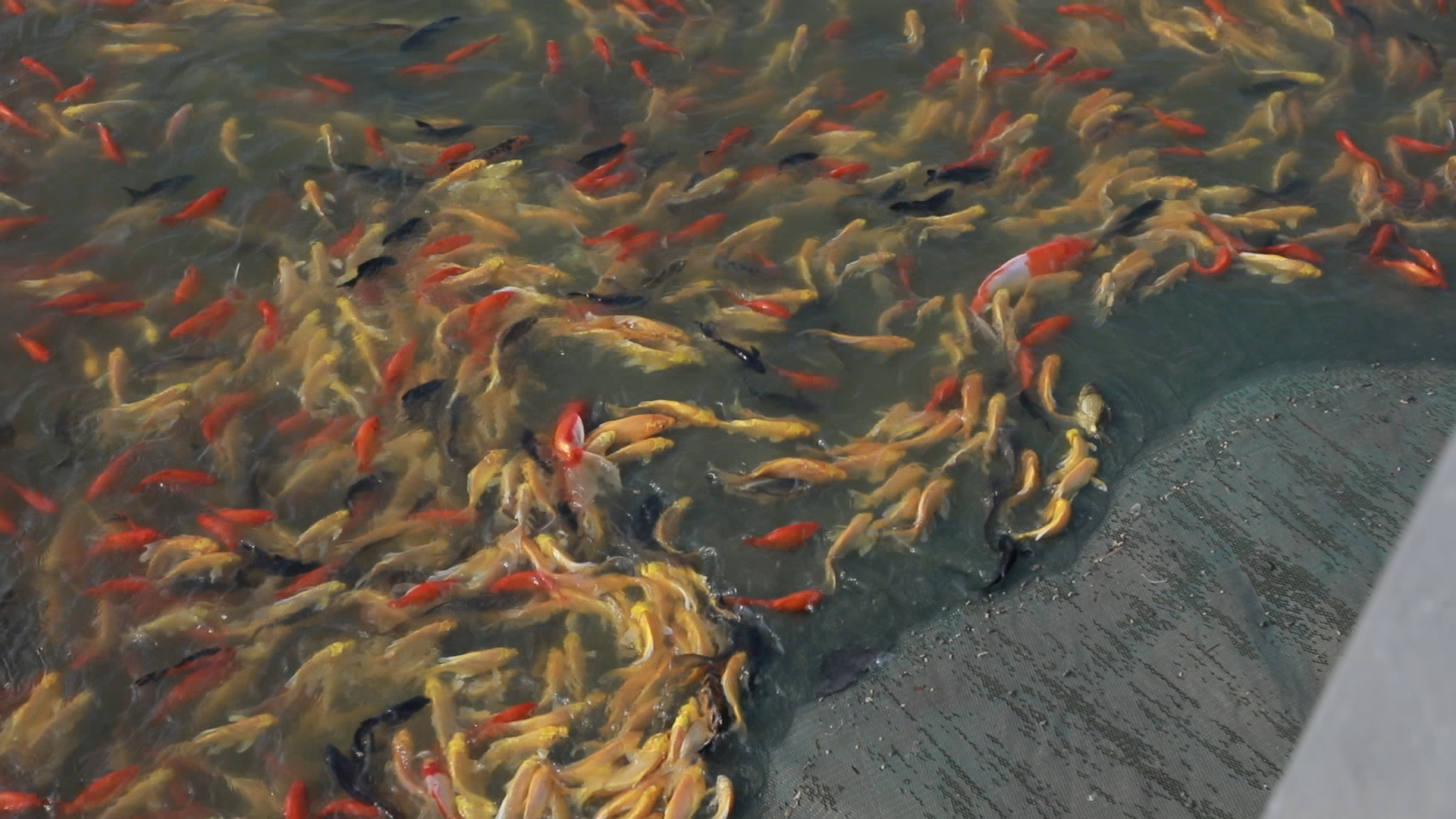 养鱼最长久的方法,养鱼小技巧让鱼百年不死