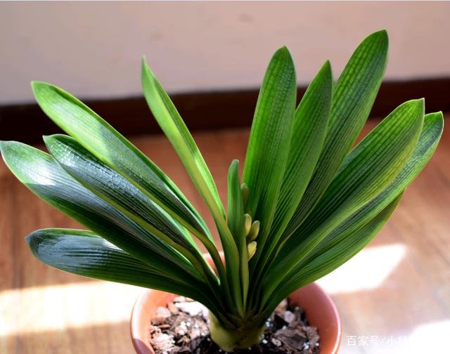 入夏君子兰小苗烂根如何处理,入夏君子兰如何换盆