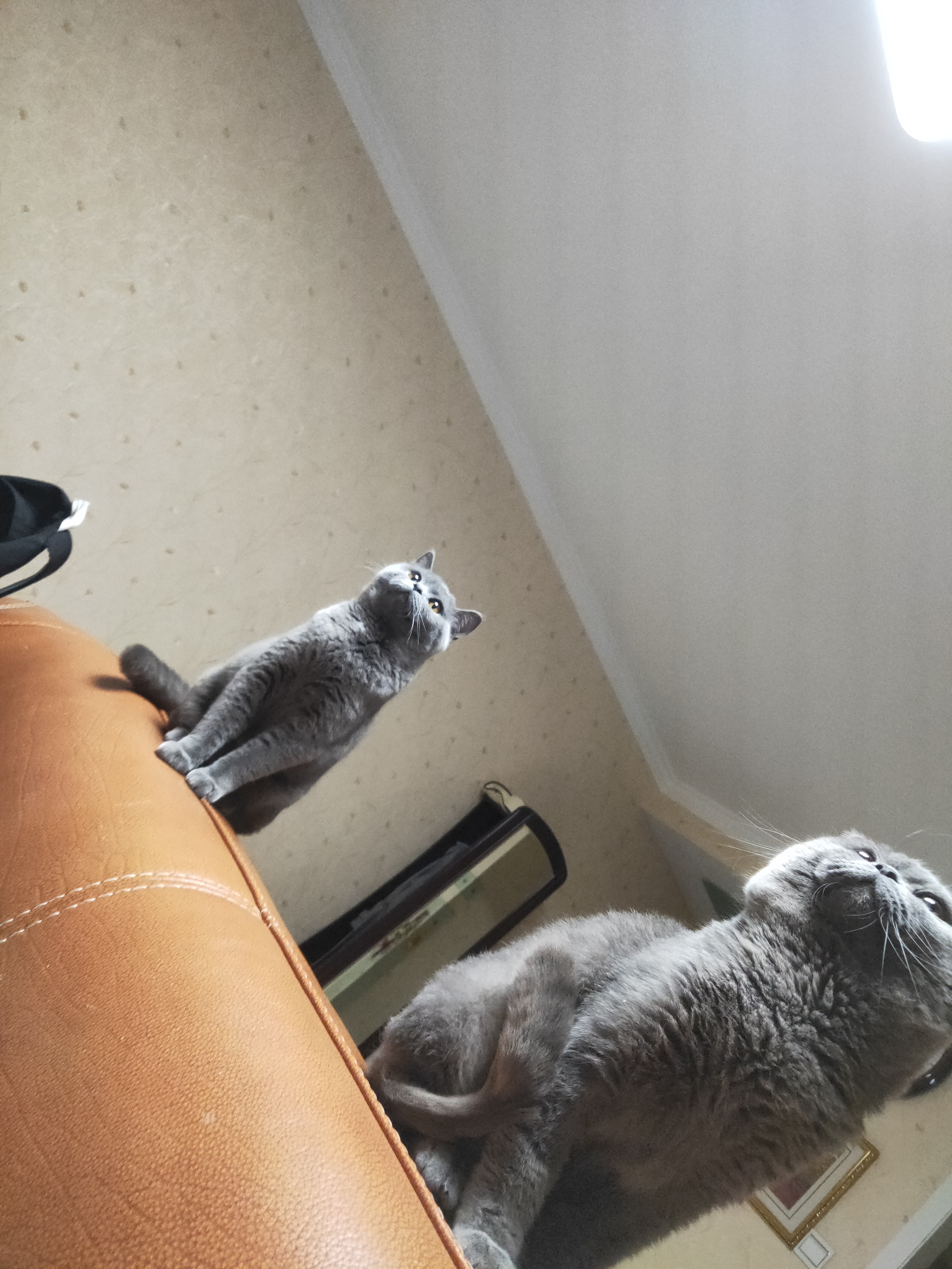 猫鼻支好玩吗,猫鼻支好了还有传染性吗