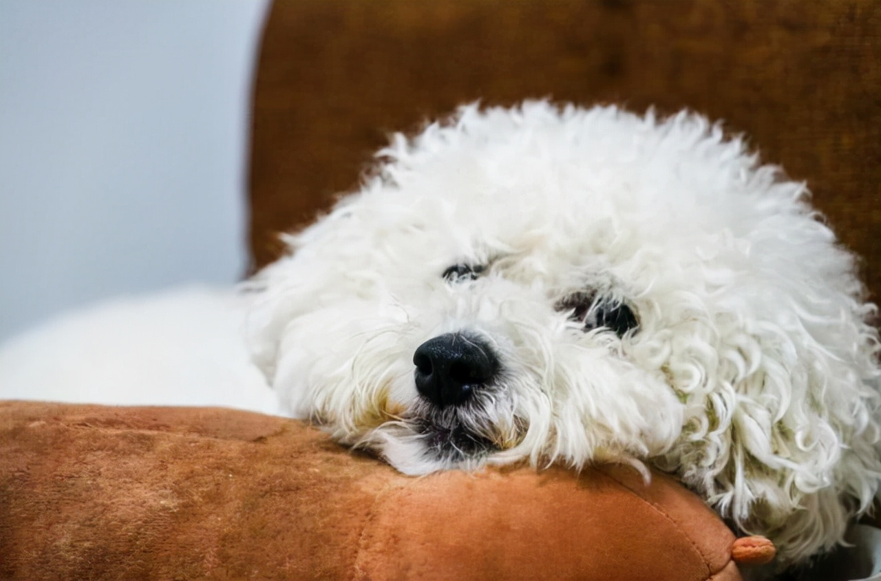 你睡着时狗狗会干什么,比熊犬一旦有这些举动