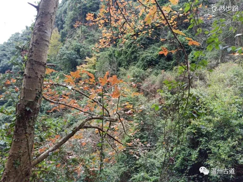 温州茶山红枫古道,浙江温州永嘉红枫古道