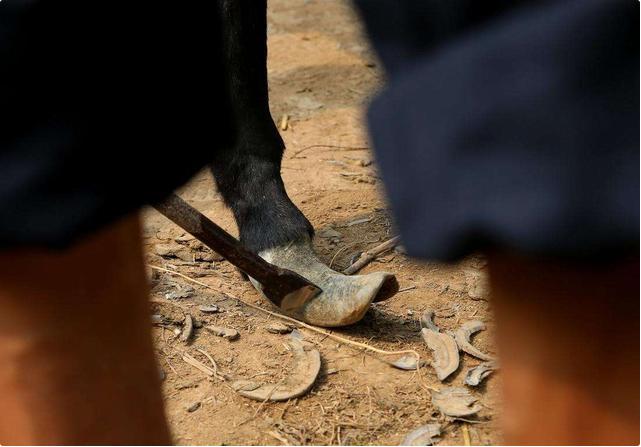 养驴需要先养草吗,养驴是为了吃肉还是干活啊