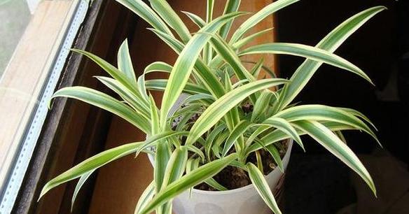 铜钱草养成吊兰怎么回事,吊兰黄叶怎么办用什么肥料