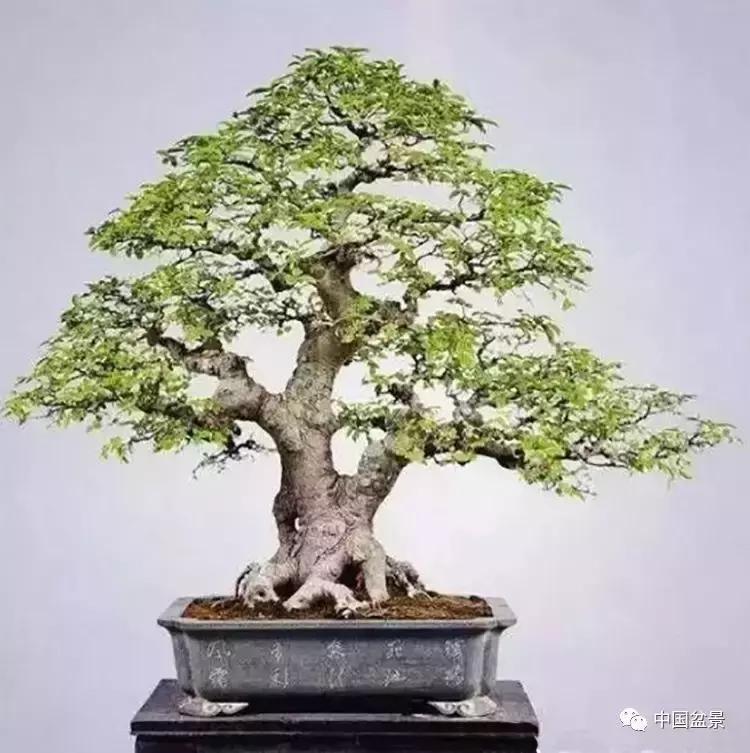 盆景植物最好养的,好养易活的盆景植物有哪些