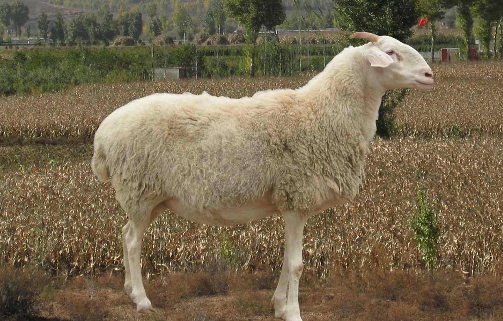 【羊病经验】羊剖腹探查及单侧子宫角摘除术步骤！