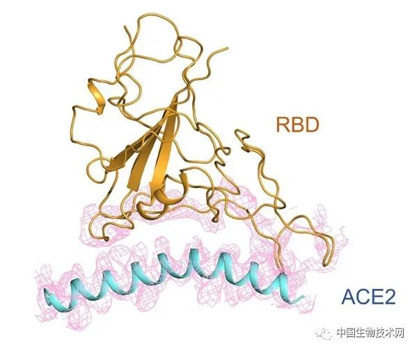 西湖大学新冠肺炎,中国新冠病毒夺去了多少人的生命