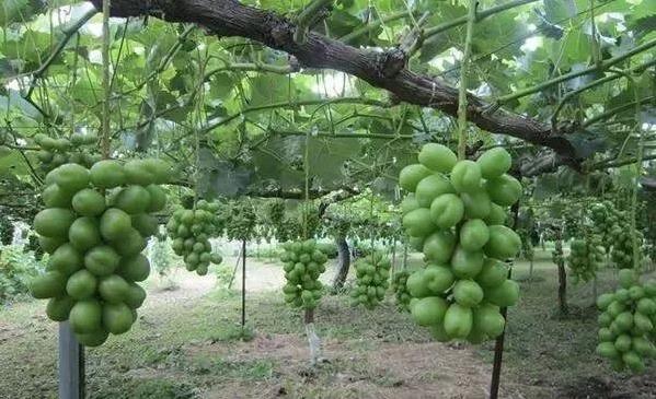 阳光玫瑰保果膨大正确方案,阳光玫瑰膨大期用杀菌药方案