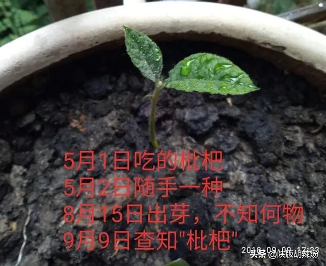 一树桔子被别人摘完了,一树桔
