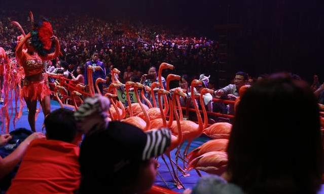 广州长隆四天三晚旅游推荐,4天去广州长隆和珠海看海怎么玩