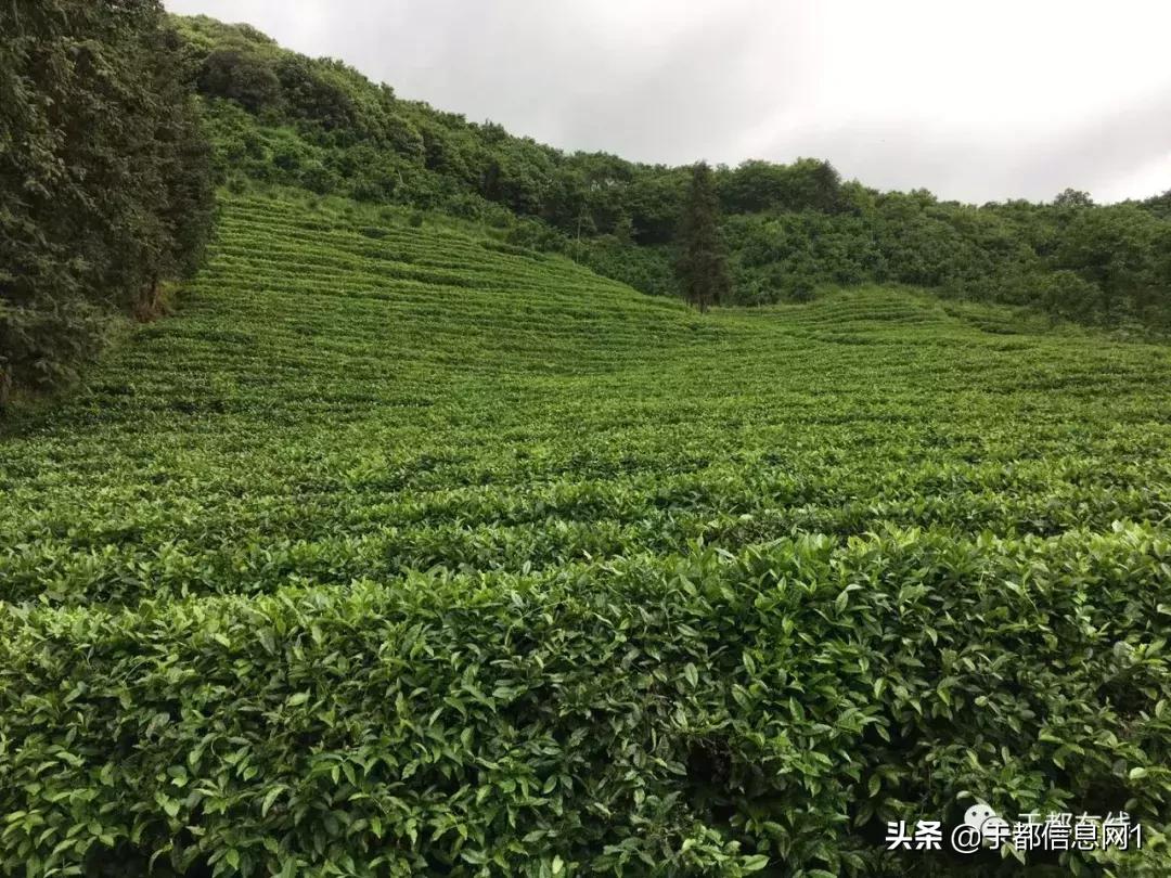 于都方志,方志于都的诗歌