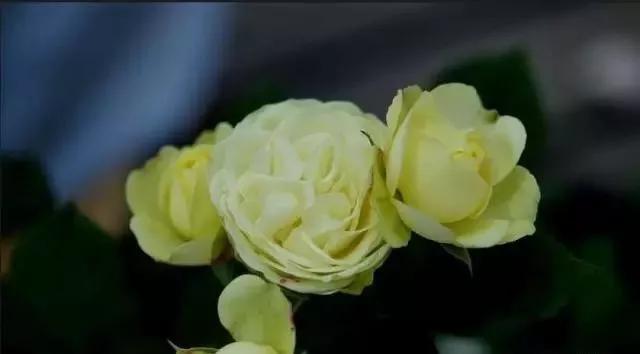 玫瑰花有哪些品种,玫瑰花有哪些品种大全