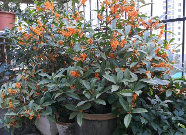 家里种什么招财又旺宅,院中栽什么树聚财镇宅