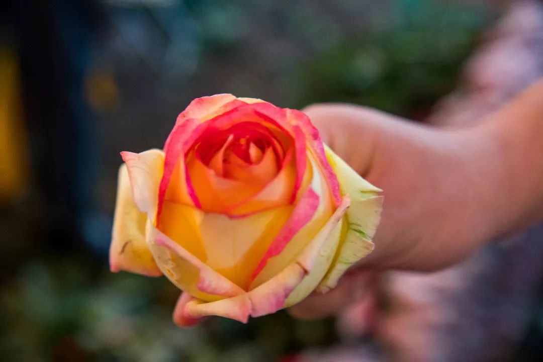 广州最大的花卉市场有哪些店,广州最便宜的花卉交易市场