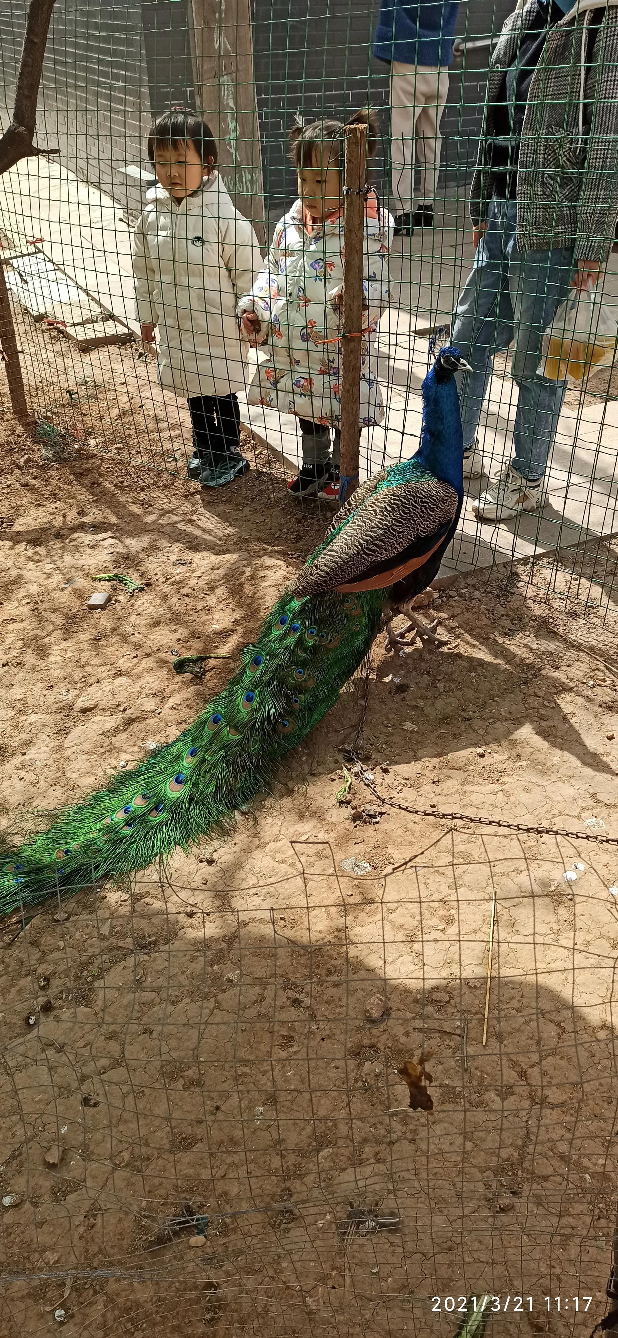 周山森林公园有啥玩的,周山森林公园游乐场招商