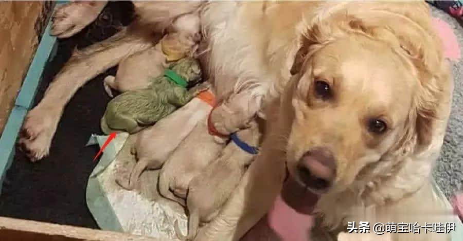 金毛生了个黑色小狗,金毛生一只崽