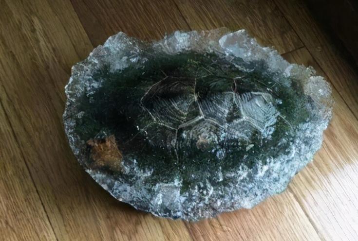 刚出壳的巴西龟一年能长多大,巴西龟的生长能力有多强