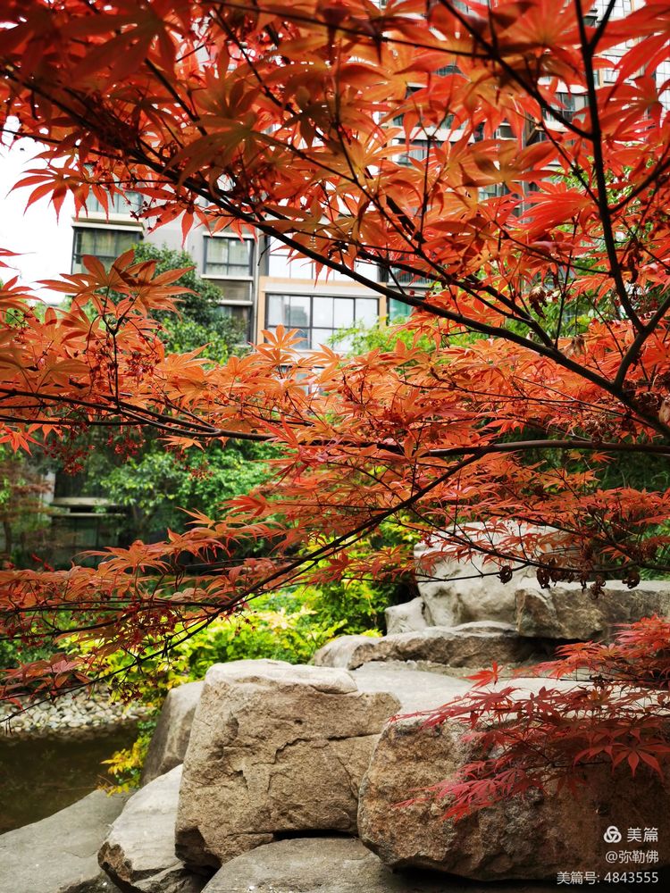 高新枫林华府住房,高新枫林华府小区评测