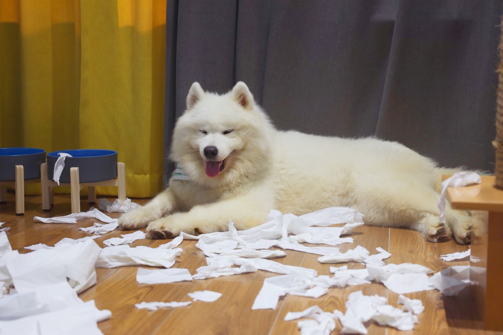 萨摩耶可爱背后的真相你了解吗,养萨摩耶的真实心酸