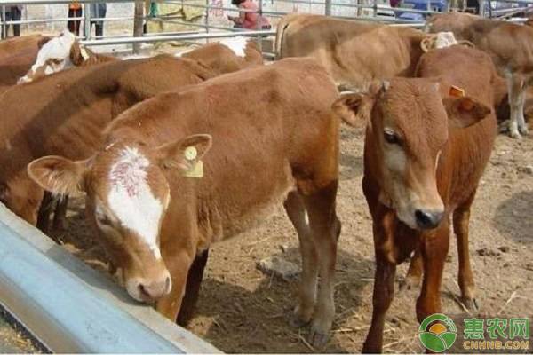 广西肉牛价格最新行情,肉牛价格肉牛养殖前景