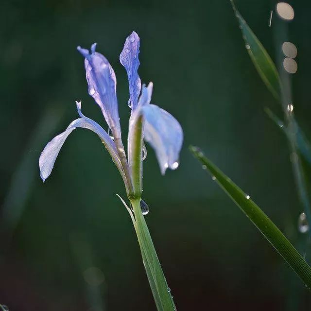 雨水花园植物区,雨水花园水生植物