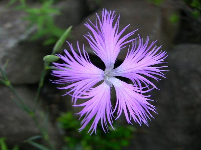 调理脾胃排出肾结石,养肝胆排结石的茶饮有哪些