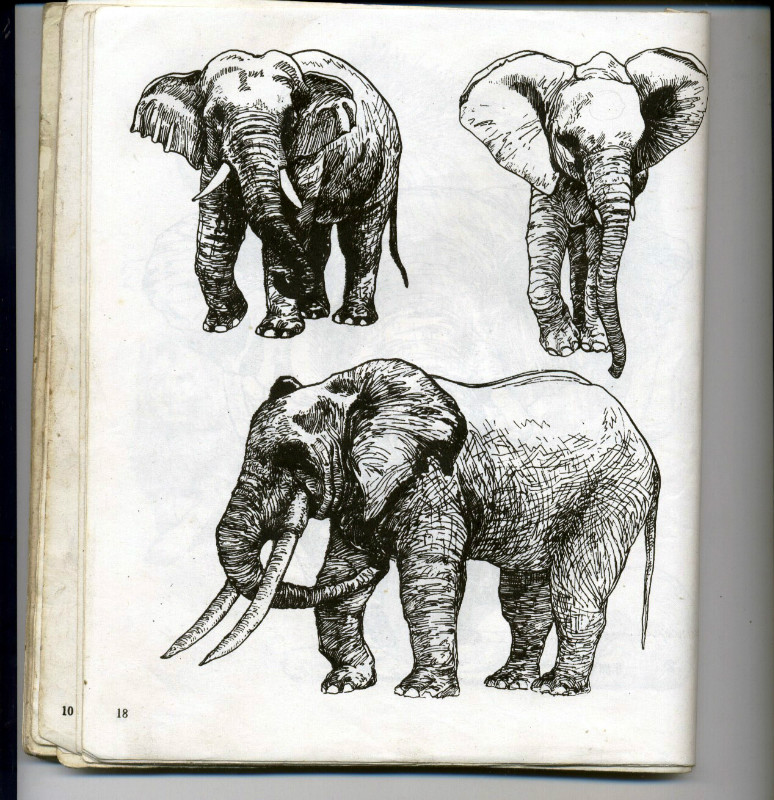 一百幅动物素描,近百幅动物画