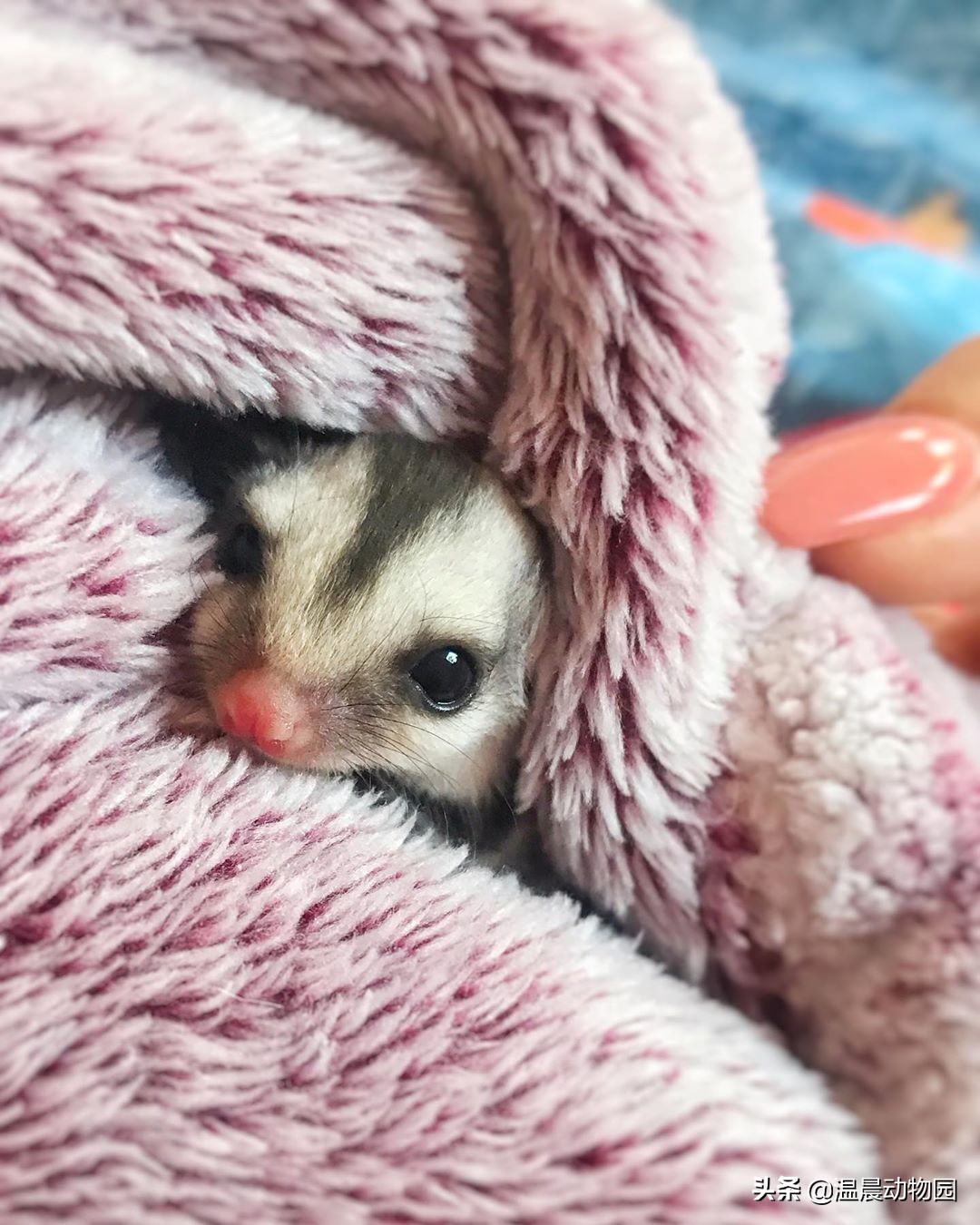 蜜袋鼯到底好不好养,养蜜袋鼯的优点和缺点