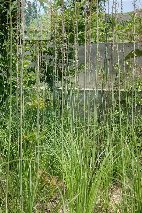 藁本神农本草经,神农本草经葛根原文