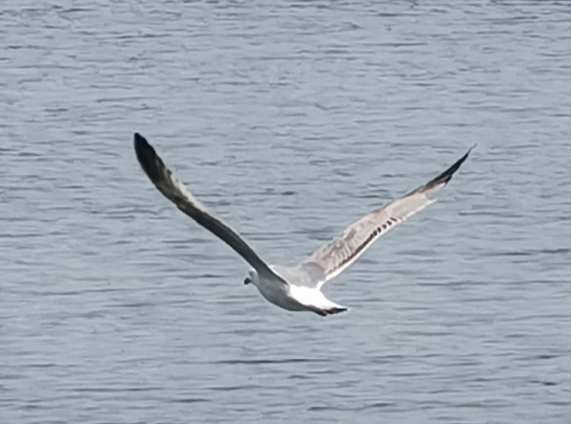 沈阳铁西区上空轰鸣声,沈阳早上听到轰鸣声