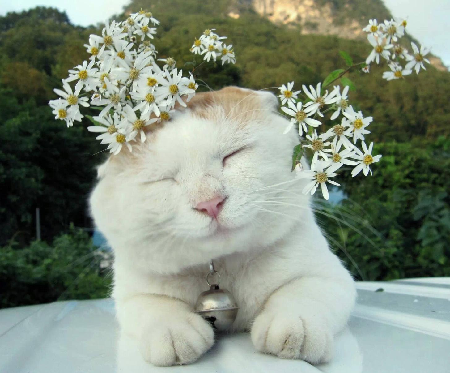 猫咪防中暑的最佳方法,猫咪中暑在家怎么处理呀