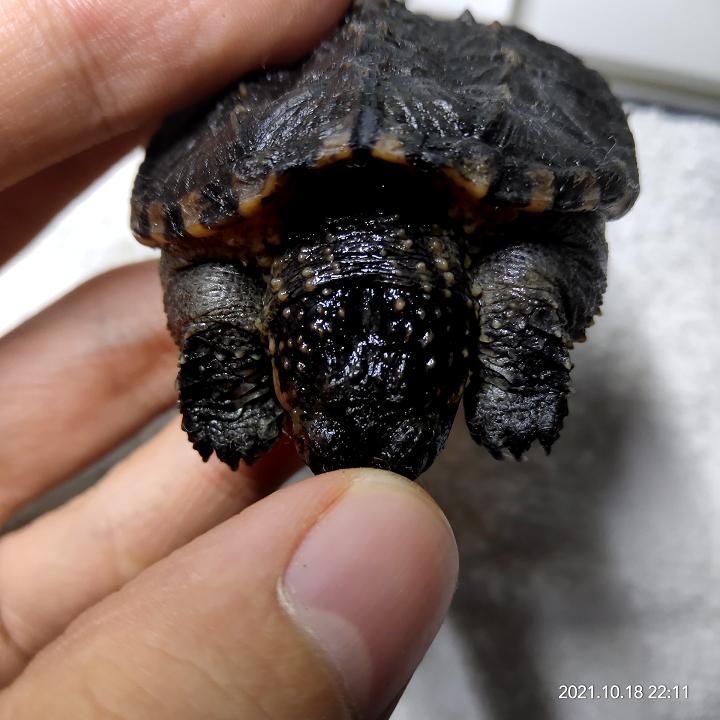 北美鳄龟和杂佛鳄龟分别的优势,北美鳄龟和佛鳄的区别谁更凶