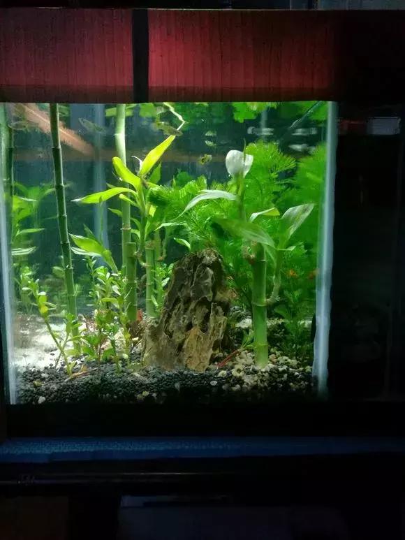 富贵竹黄叶不长根怎么回事,富贵竹黄叶不长根怎么办