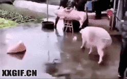 搞笑动图gif熊猫,搞笑动图gif微信表情包