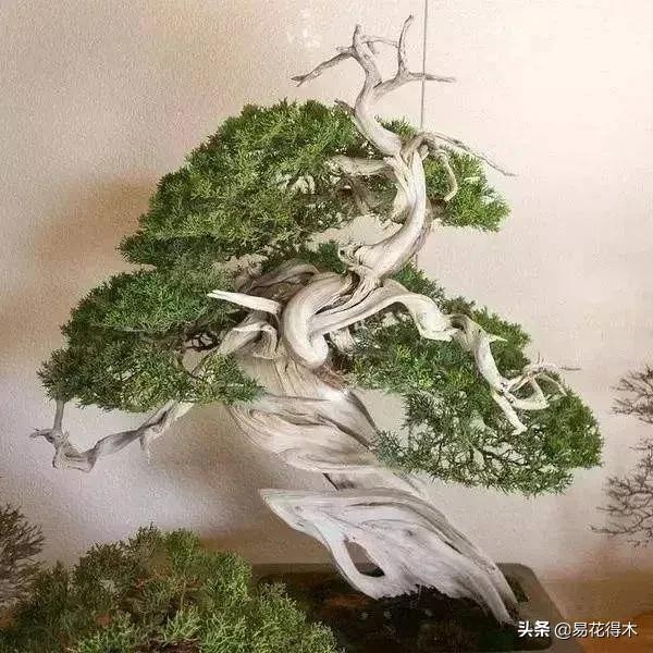 舍利干柏盆景造型,舍利干盆景怎么样