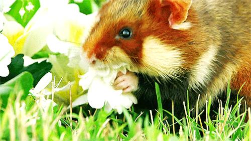 因为人类大量种植玉米，可爱的小动物吃掉了自己的孩子