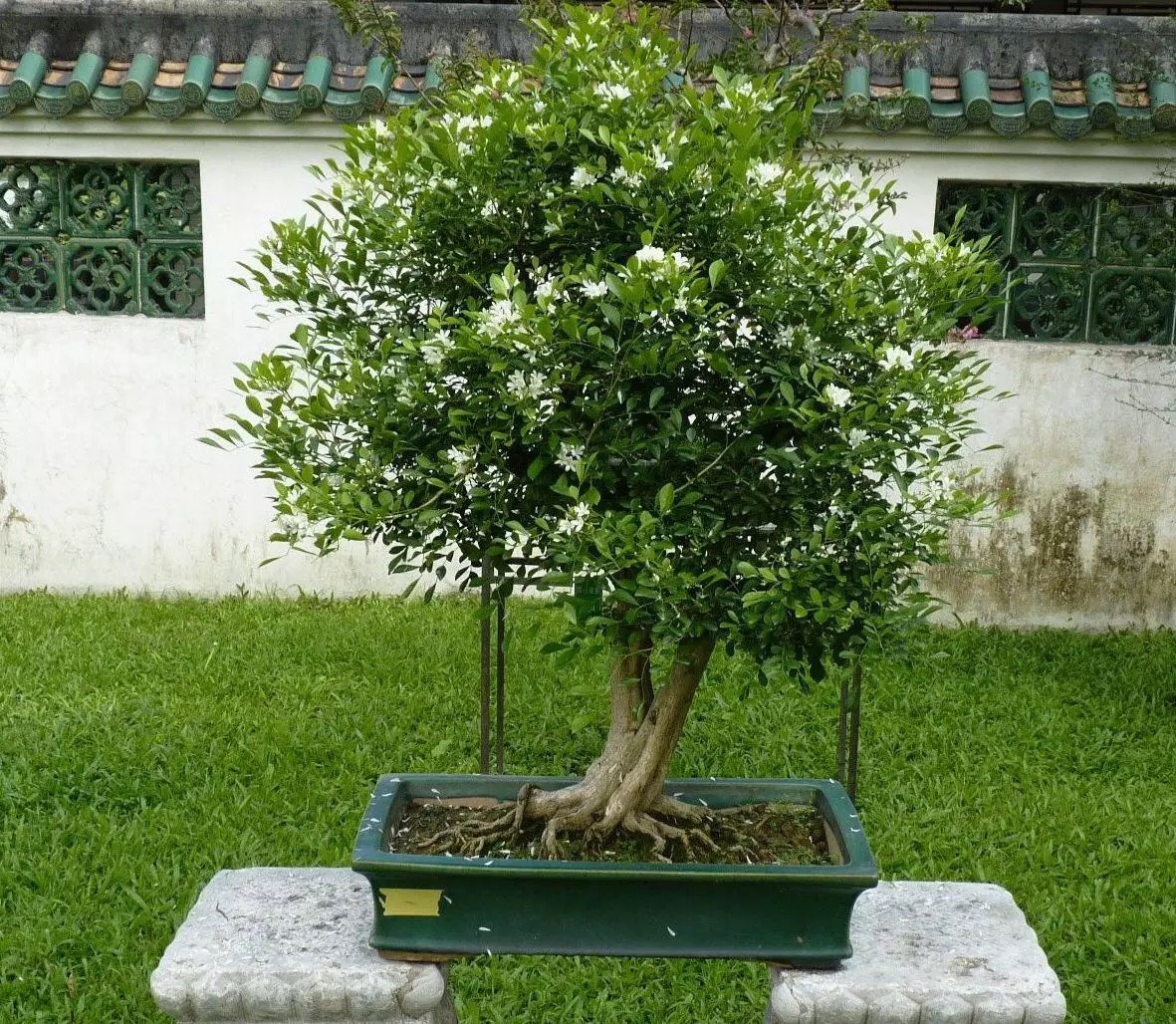 九里香盆景开什么花,九里香花苞不变大