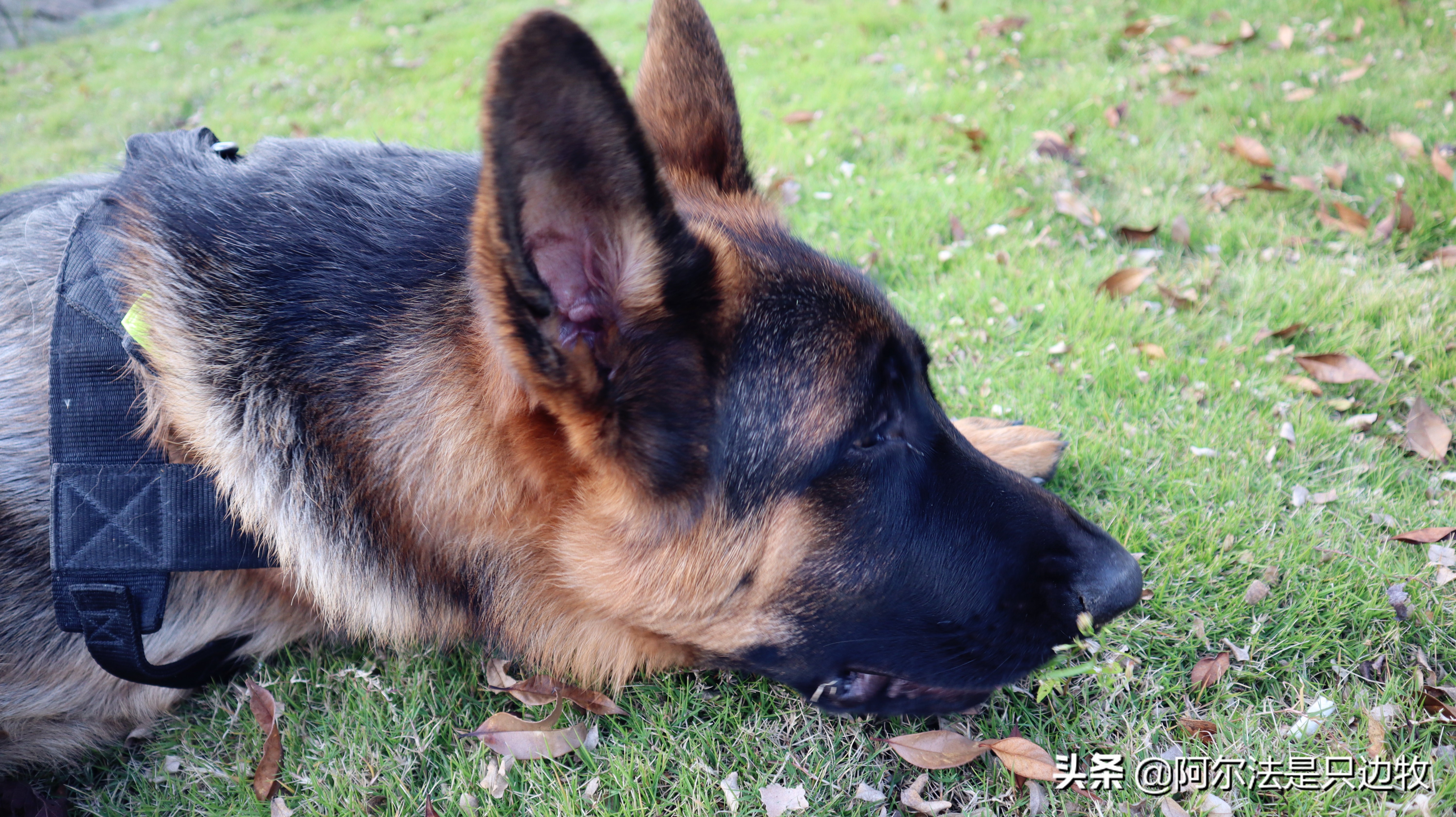 大德牧训练找东西,大德牧训练方法全集