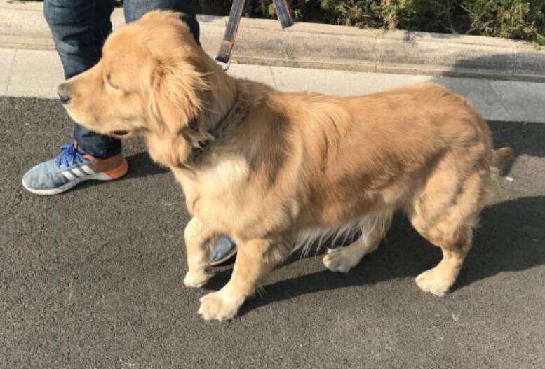 狗狗缺钙怎么办如何帮助狗狗补钙,狗狗缺钙吃什么补钙最快