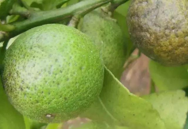 柑橘锈壁虱防治最新农药有哪些,柑橘锈壁虱防治最佳时段是哪个月