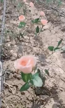 五一出行避堵攻略,五一出行的避坑攻略