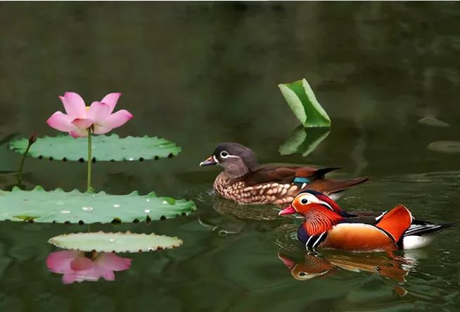 古诗词里纳凉,诗词夏季乘凉