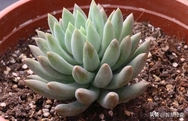 它像个小刺猬,一定会萌到你,并且花语还是积极的、有善意的